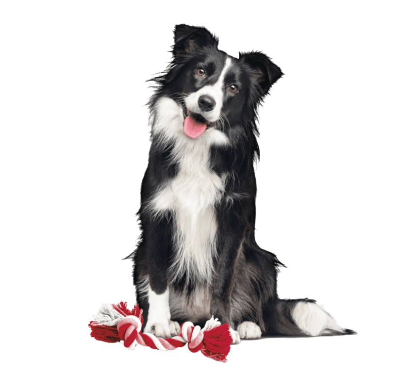 Kisspng border collie dog breed rough collie companion dog activa b c f d .